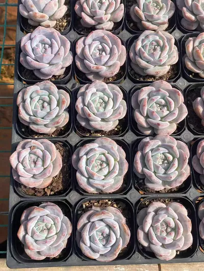 Echeveria Dream Orchid (梦之兰) succulent — wholesale bare-root export from Yunnan, China (5 of 6)
