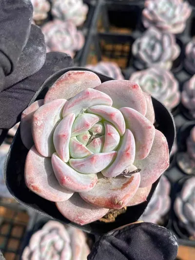 Echeveria Dream Orchid (梦之兰) succulent — wholesale bare-root export from Yunnan, China (2 of 6)