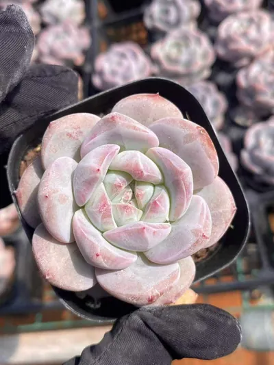 Echeveria Dream Orchid succulent — wholesale export from Yunnan, China
