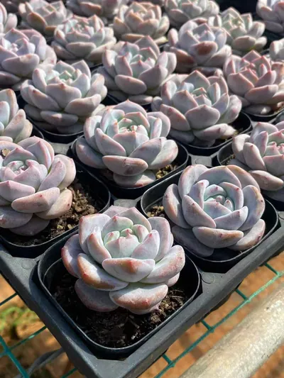 Echeveria Dream Orchid (梦之兰) succulent — wholesale bare-root export from Yunnan, China (6 of 6)