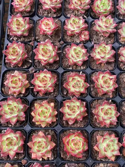Echeveria Dream Queen (梦幻女王) succulent — wholesale bare-root export from Yunnan, China (4 of 5)