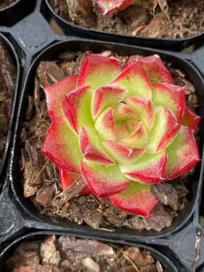 Echeveria Dream Queen succulent — wholesale export from Yunnan, China