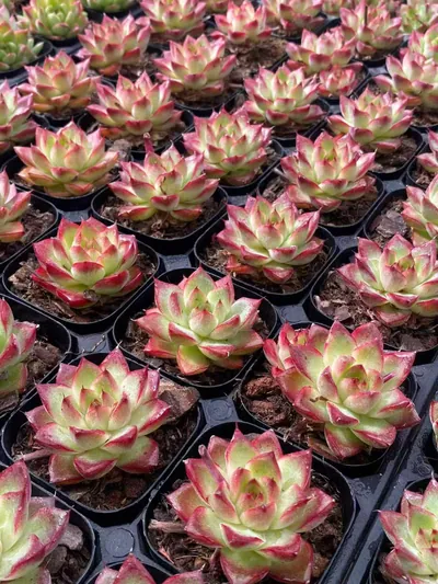Echeveria Dream Queen (梦幻女王) succulent — wholesale bare-root export from Yunnan, China (5 of 5)