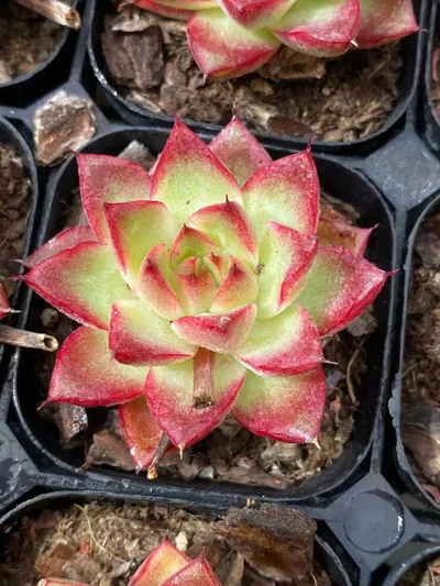 Echeveria Dream Queen (梦幻女王) succulent — wholesale bare-root export from Yunnan, China (2 of 5)