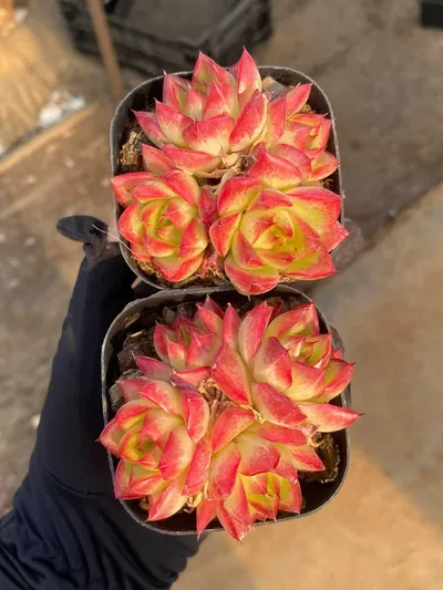 Echeveria Dream Queen Cluster (梦幻女王群) succulent — wholesale bare-root export from Yunnan, China (2 of 2)