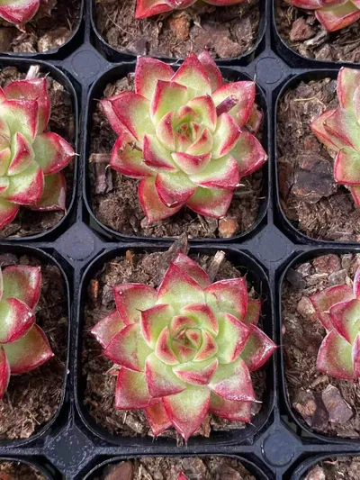 Echeveria Dream Queen (梦幻女王) succulent — wholesale bare-root export from Yunnan, China (3 of 5)