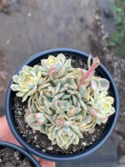 Echeveria Dreamy Rose Variegated Cluster (梦幻玫瑰锦群) succulent — wholesale bare-root export from Yunnan, China (2 of 4)