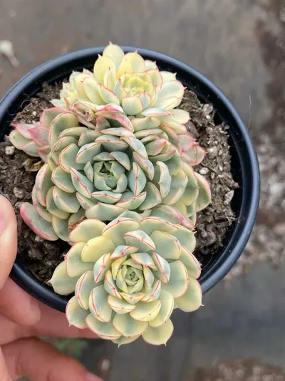 Echeveria Dreamy Rose Variegated Cluster succulent — wholesale export from Yunnan, China