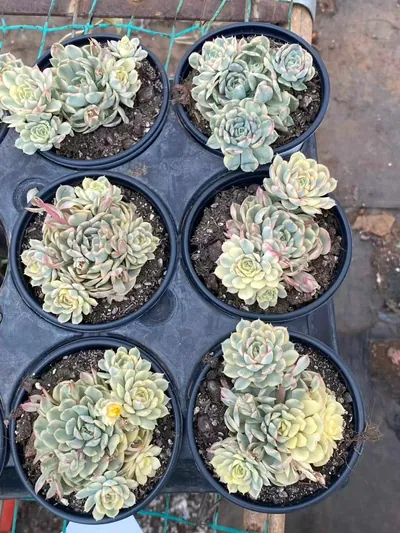 Echeveria Dreamy Rose Variegated Cluster (梦幻玫瑰锦群) succulent — wholesale bare-root export from Yunnan, China (3 of 4)