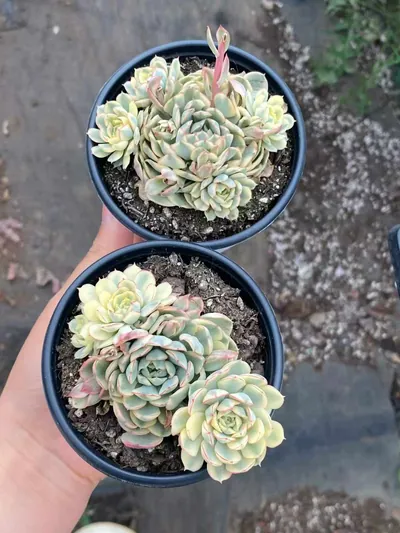 Echeveria Dreamy Rose Variegated Cluster (梦幻玫瑰锦群) succulent — wholesale bare-root export from Yunnan, China (4 of 4)