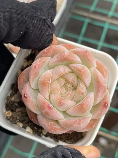 Echeveria Drunken Blush M-36 (醉颜M-36) succulent — wholesale bare-root export from Yunnan, China (2 of 4)