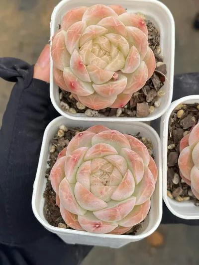 Echeveria Drunken Blush M-36 (醉颜M-36) succulent — wholesale bare-root export from Yunnan, China (4 of 4)