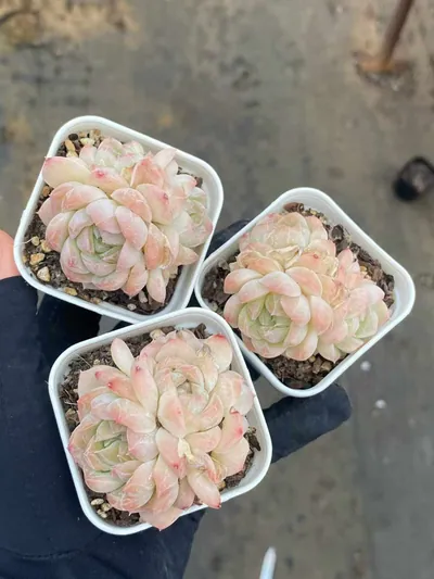 Echeveria Drunken Blush M-36 Cluster (醉颜M-36 群) succulent — wholesale bare-root export from Yunnan, China (3 of 4)