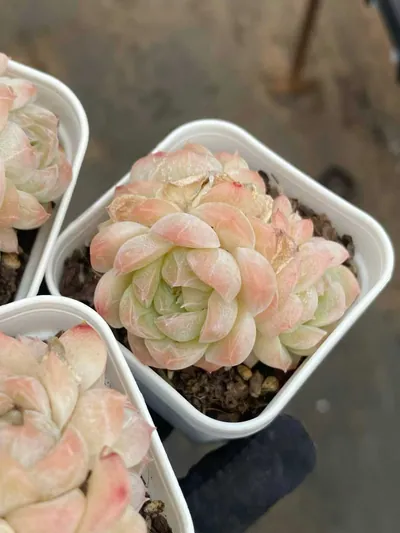 Echeveria Drunken Blush M-36 Cluster (醉颜M-36 群) succulent — wholesale bare-root export from Yunnan, China (2 of 4)