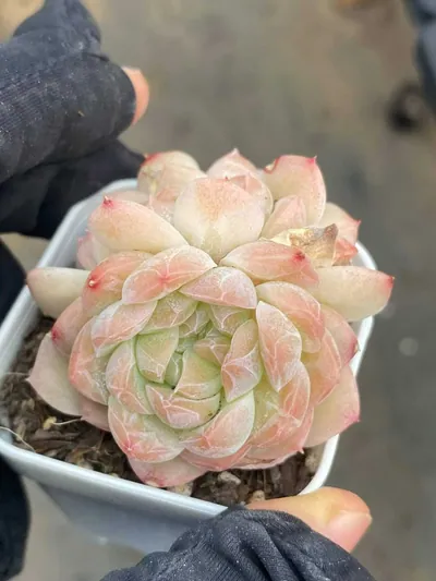Echeveria Drunken Blush M-36 Cluster succulent — wholesale export from Yunnan, China