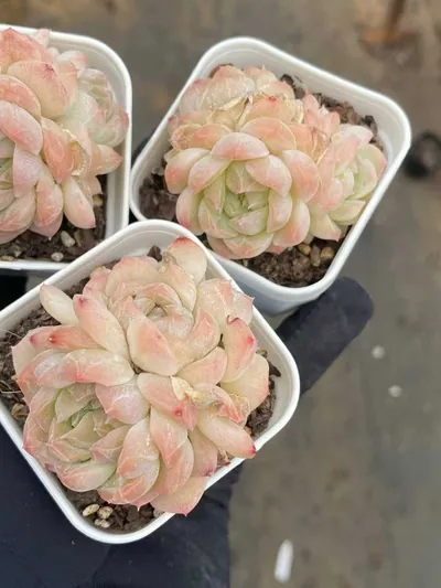 Echeveria Drunken Blush M-36 Cluster (醉颜M-36 群) succulent — wholesale bare-root export from Yunnan, China (4 of 4)