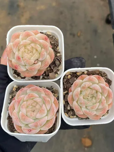 Echeveria Drunken Blush M-36 (醉颜M-36) succulent — wholesale bare-root export from Yunnan, China (3 of 4)