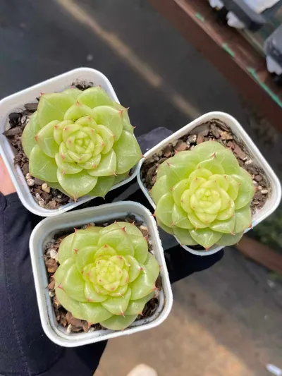Echeveria Duruo Jenny (杜若珍妮) succulent — wholesale bare-root export from Yunnan, China (3 of 4)