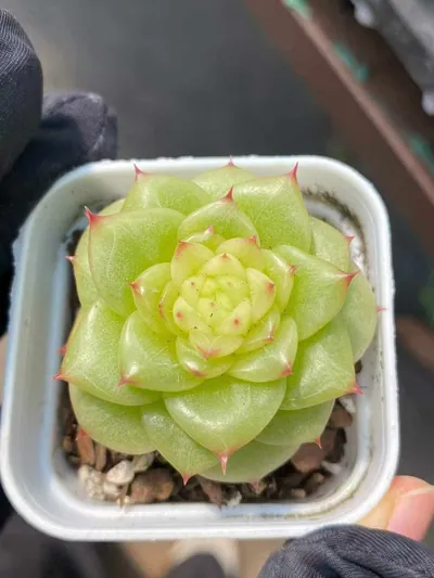 Echeveria Duruo Jenny succulent — wholesale export from Yunnan, China