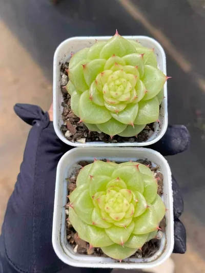 Echeveria Duruo Jenny (杜若珍妮) succulent — wholesale bare-root export from Yunnan, China (2 of 4)