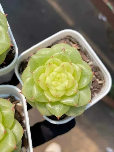 Echeveria Duruo Jenny (杜若珍妮) succulent — wholesale bare-root export from Yunnan, China (4 of 4)