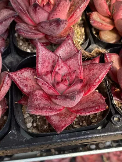 Echeveria agavoides 'Romeo' (罗密欧) succulent — wholesale bare-root export from Yunnan, China (3 of 5)