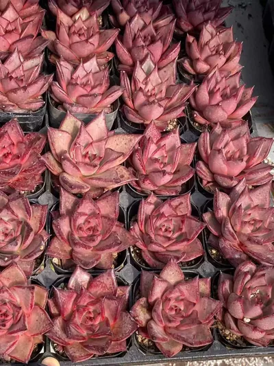 Echeveria agavoides 'Romeo' (罗密欧) succulent — wholesale bare-root export from Yunnan, China (5 of 5)