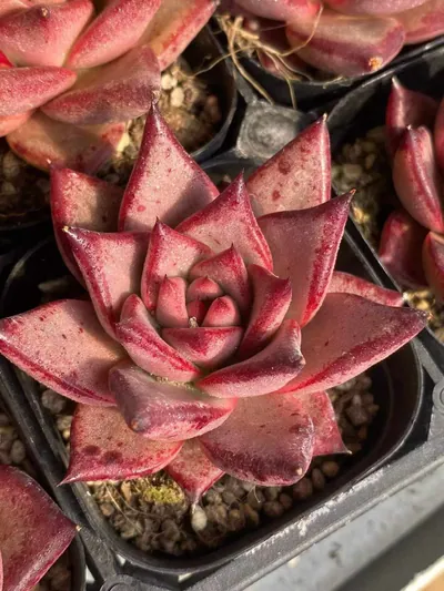 Echeveria Echeveria agavoides 'Romeo' succulent — wholesale export from Yunnan, China