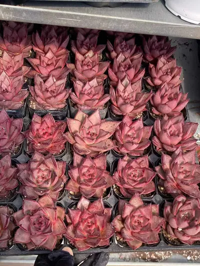 Echeveria agavoides 'Romeo' (罗密欧) succulent — wholesale bare-root export from Yunnan, China (2 of 5)