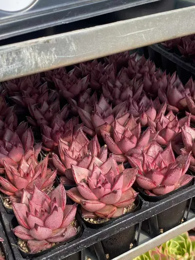 Echeveria agavoides 'Romeo' (罗密欧) succulent — wholesale bare-root export from Yunnan, China (4 of 5)