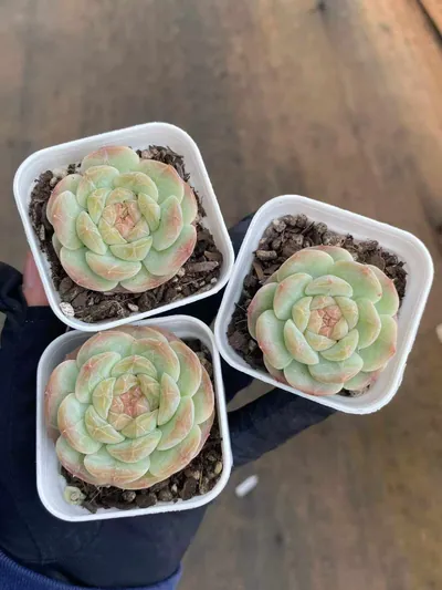 Echeveria 'Barbie' (芭比) succulent — wholesale bare-root export from Yunnan, China (3 of 3)