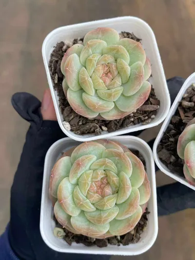 Echeveria 'Barbie' (芭比) succulent — wholesale bare-root export from Yunnan, China (2 of 3)