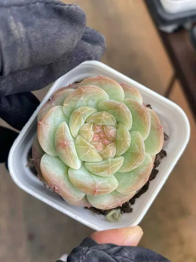 Echeveria Echeveria 'Barbie' succulent — wholesale export from Yunnan, China