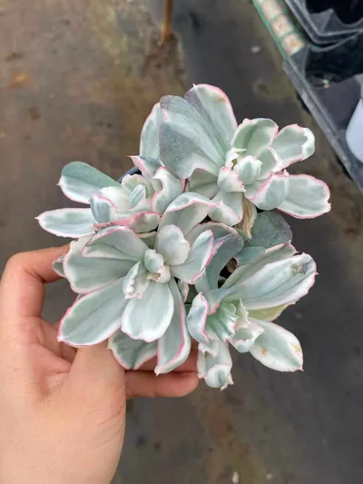 Echeveria 'Berkeley' Variegated Cluster (伯克利锦群) succulent — wholesale bare-root export from Yunnan, China (4 of 5)