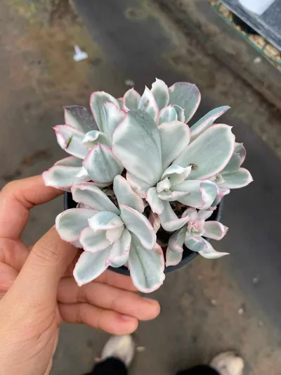 Echeveria 'Berkeley' Variegated Cluster (伯克利锦群) succulent — wholesale bare-root export from Yunnan, China (3 of 5)
