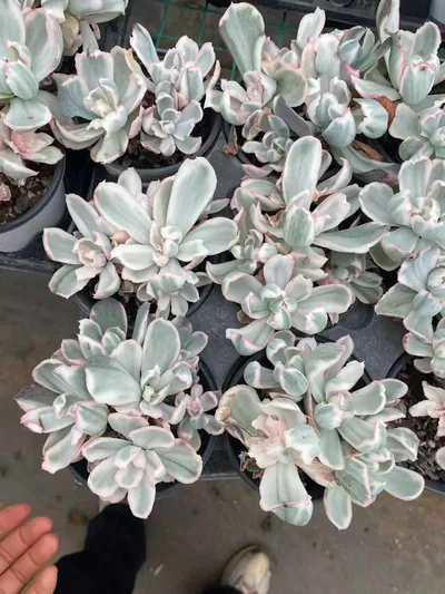 Echeveria 'Berkeley' Variegated Cluster (伯克利锦群) succulent — wholesale bare-root export from Yunnan, China (5 of 5)