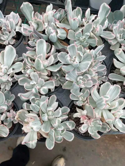 Echeveria 'Berkeley' Variegated Cluster (伯克利锦群) succulent — wholesale bare-root export from Yunnan, China (2 of 5)