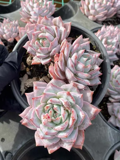 Echeveria 'Blue Bird' Select (蓝鸟优选) succulent — wholesale bare-root export from Yunnan, China (3 of 4)
