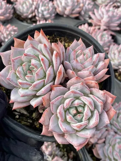 Echeveria Echeveria 'Blue Bird' Select succulent — wholesale export from Yunnan, China