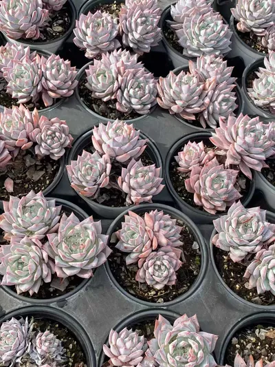 Echeveria 'Blue Bird' Select (蓝鸟优选) succulent — wholesale bare-root export from Yunnan, China (2 of 4)