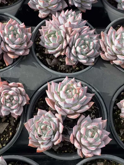 Echeveria 'Blue Bird' Select (蓝鸟优选) succulent — wholesale bare-root export from Yunnan, China (4 of 4)
