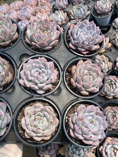 Echeveria 'Blue Bird' sp. (蓝鸟sp) succulent — wholesale bare-root export from Yunnan, China (5 of 6)
