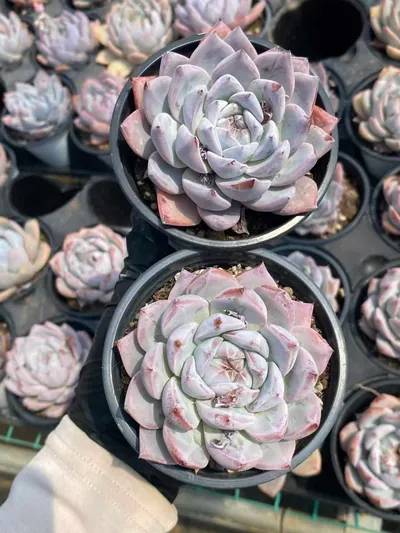 Echeveria Echeveria 'Blue Bird' sp. succulent — wholesale export from Yunnan, China