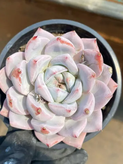 Echeveria 'Blue Bird' sp. (蓝鸟sp) succulent — wholesale bare-root export from Yunnan, China (4 of 6)