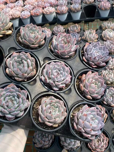 Echeveria 'Blue Bird' sp. (蓝鸟sp) succulent — wholesale bare-root export from Yunnan, China (6 of 6)