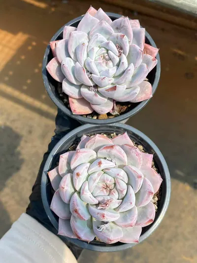 Echeveria 'Blue Bird' sp. (蓝鸟sp) succulent — wholesale bare-root export from Yunnan, China (3 of 6)