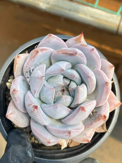 Echeveria 'Blue Bird' sp. (蓝鸟sp) succulent — wholesale bare-root export from Yunnan, China (2 of 6)