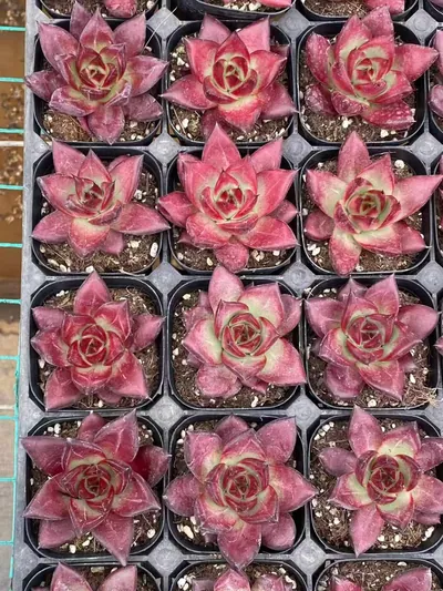 Echeveria 'Cayenne' (卡宴) succulent — wholesale bare-root export from Yunnan, China (5 of 5)