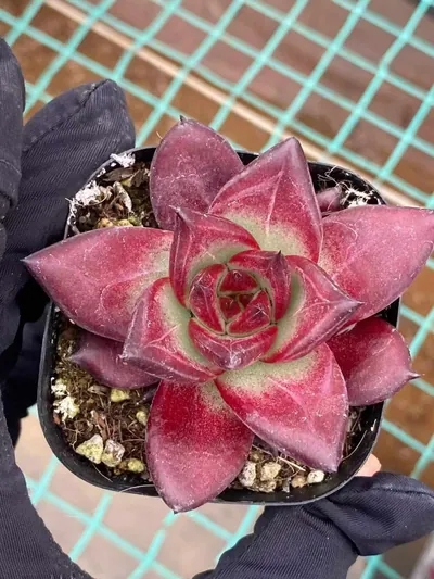 Echeveria 'Cayenne' (卡宴) succulent — wholesale bare-root export from Yunnan, China (2 of 5)