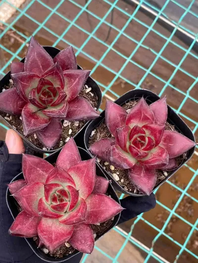 Echeveria 'Cayenne' (卡宴) succulent — wholesale bare-root export from Yunnan, China (4 of 5)